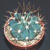 Melocactus azureus-art592